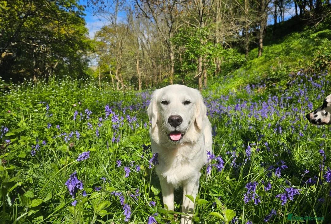 Golden Retriever dogs for sale: 🐾6  Golden Retriever Puppies! 🐾 - Advert 28