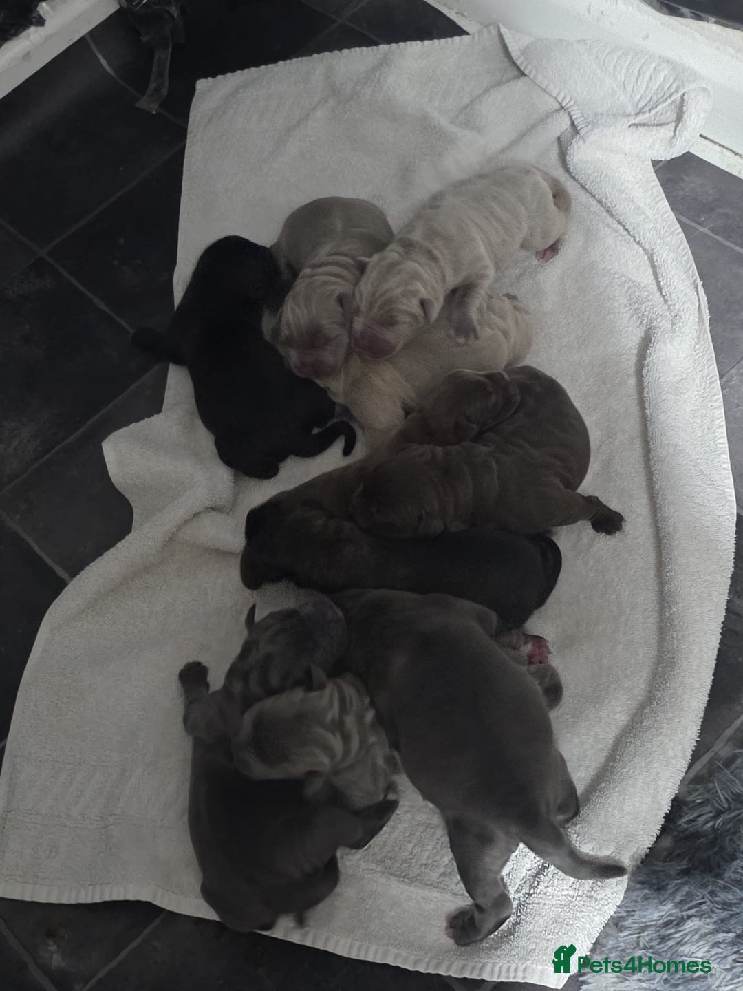Mixed Breed dogs for sale: Puppies for Sale!! - Advert 7