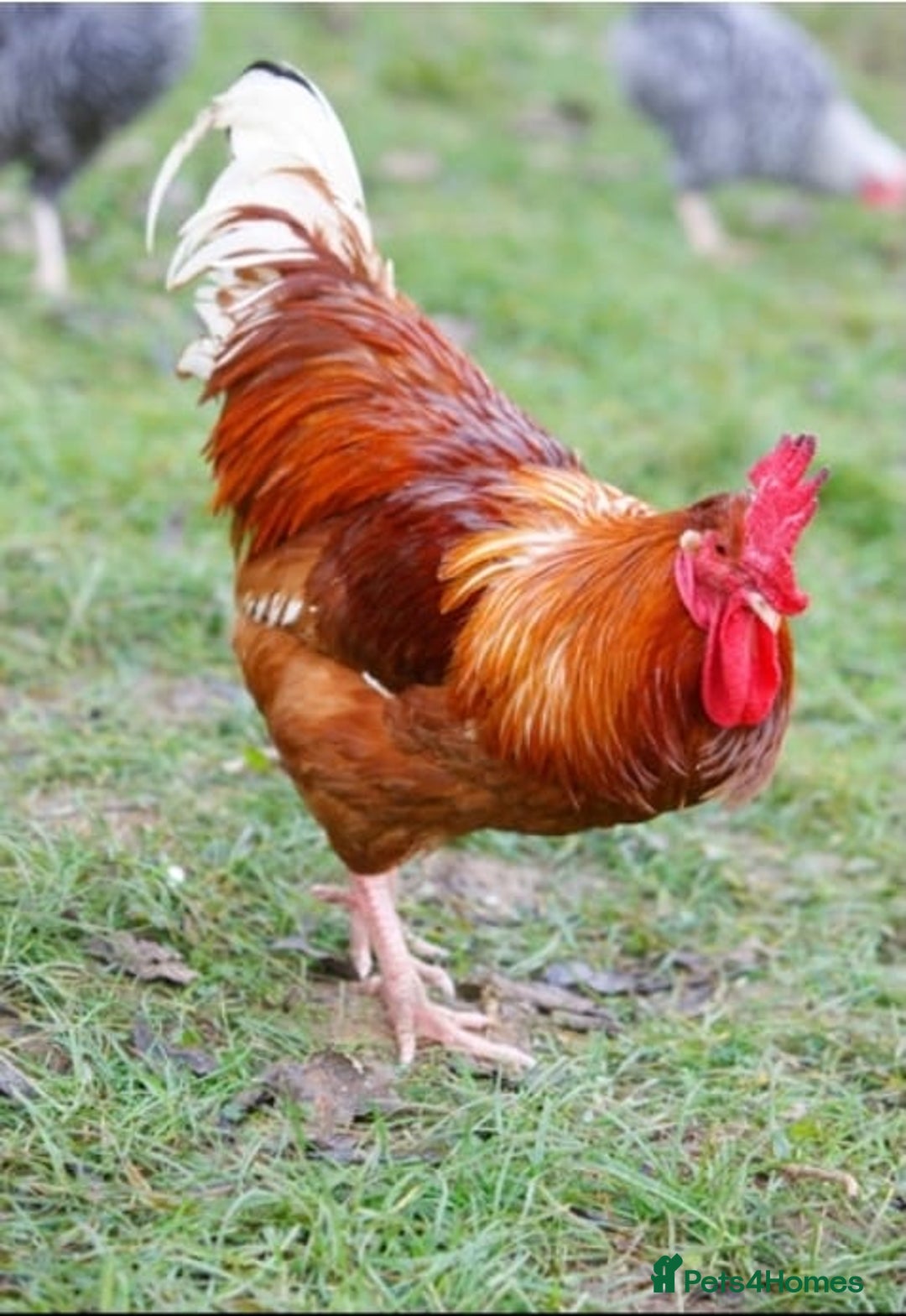 Chickens poultry for sale: 1 cockeral, 2 hens. - Advert 1