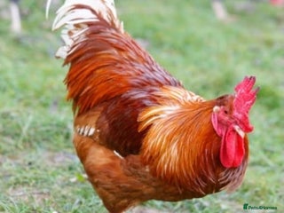 Chickens poultry 1 cockeral, 2 hens. - Advert 1