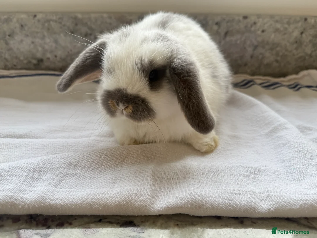 Mini Lop rabbits for sale: Beautiful Mini Lop Babies  - Advert 9
