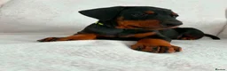 Dobermann dogs for sale: KC REGISTERED - DOBERMAN PUPPIES - Advert 17