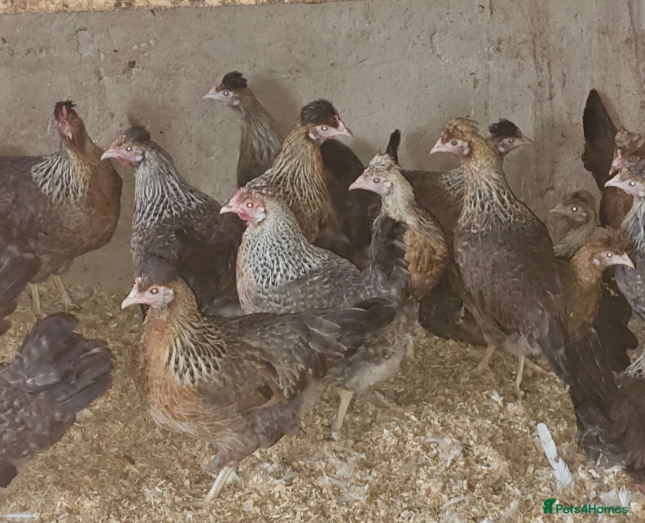 Chickens poultry Cream legbars  - Advert 12