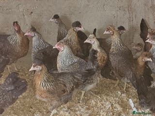 Chickens poultry Cream legbars - Advert 21