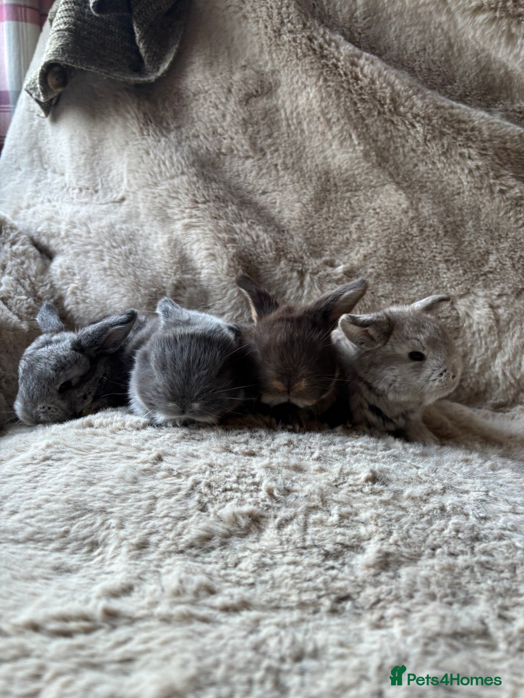 French Lop rabbits for sale: 4 beautiful French lops  - Advert 2