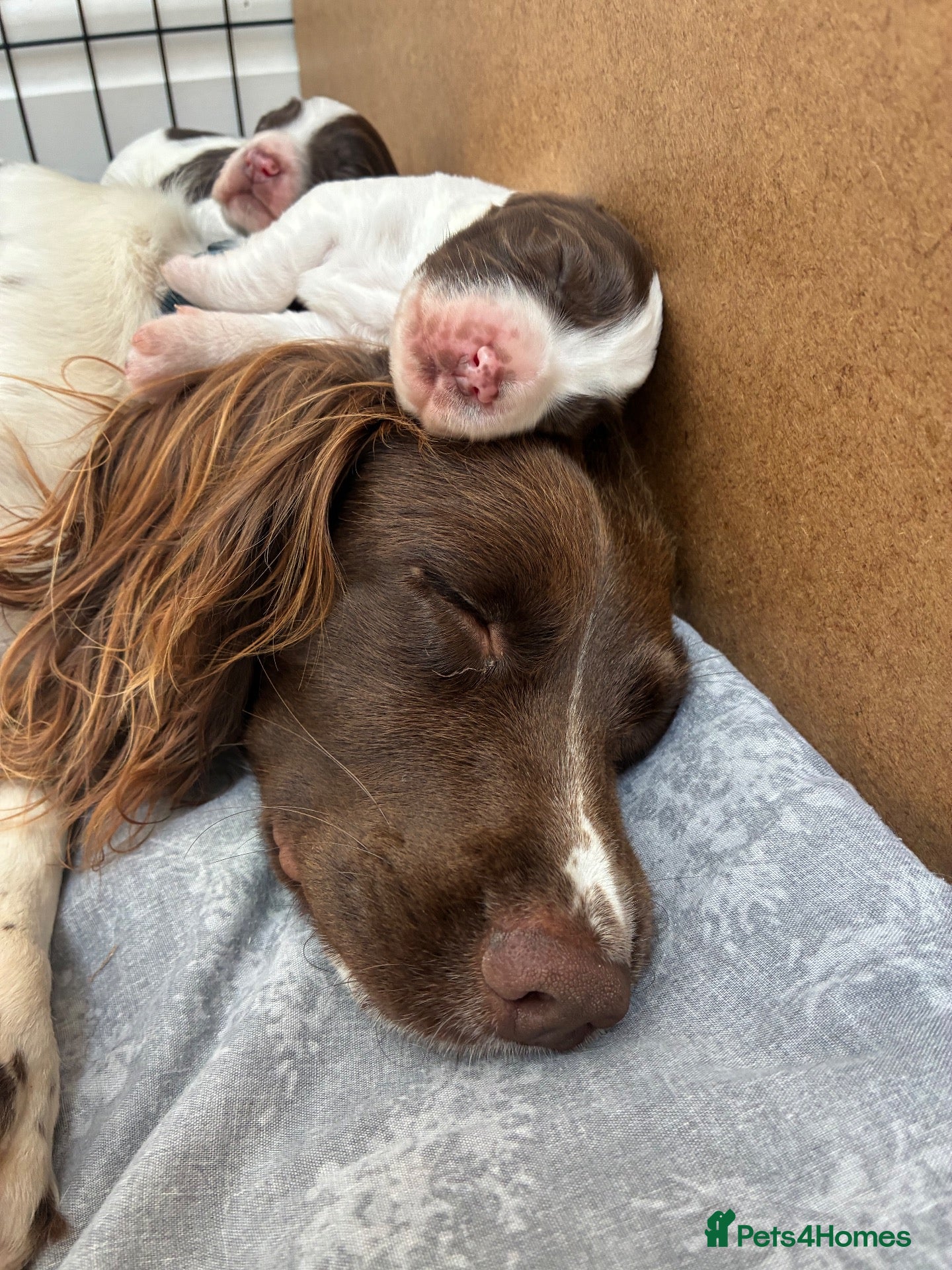 English Springer Spaniel dogs Willows pups - Advert 2