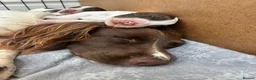 English Springer Spaniel dogs for sale: Willows pups in Bristol - Advert 2