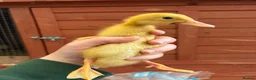Ducks poultry for sale: Indian Runner Ducklings  - Advert 4