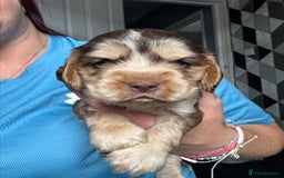 Cocker Spaniel dogs for sale: Stunning litter of Show Cocker Spaniel Puppies - Image 14