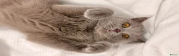 British Shorthair cats for sale: British Shorthair Blue Kittens  - Advert 20