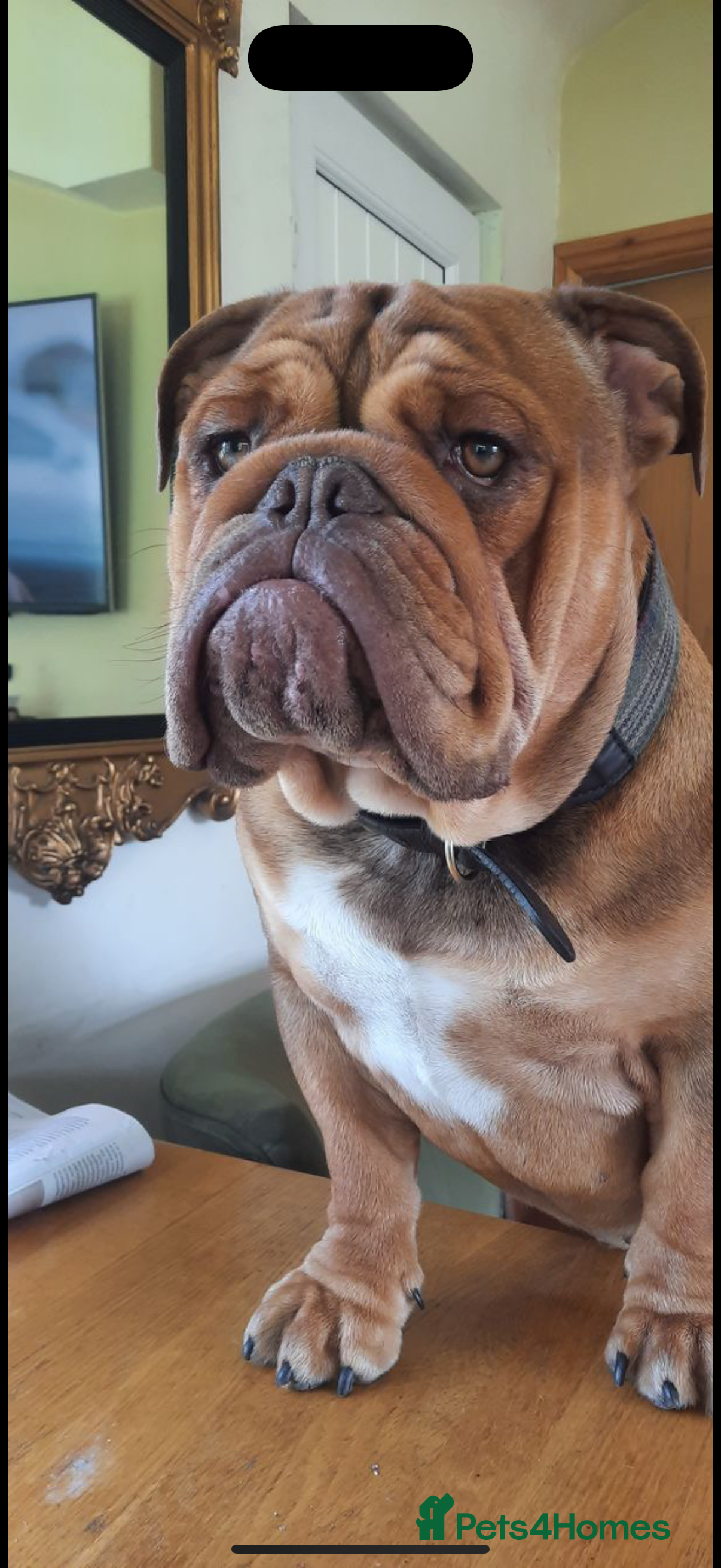 English Bulldog dogs For stud  - Advert 3