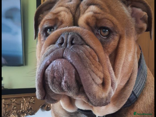 English Bulldog dogs For stud - Advert 3