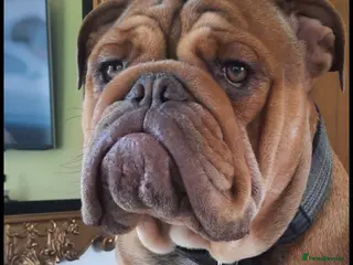 English Bulldog dogs For stud - Advert 3