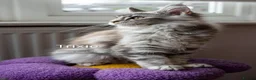 Maine Coon cats for sale: GCCF Registered Maine Coon Kittens Peterborough - Advert 10