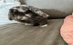 Mini Lop rabbits for sale: Beautiful Mini Lop female for sale - Image 5
