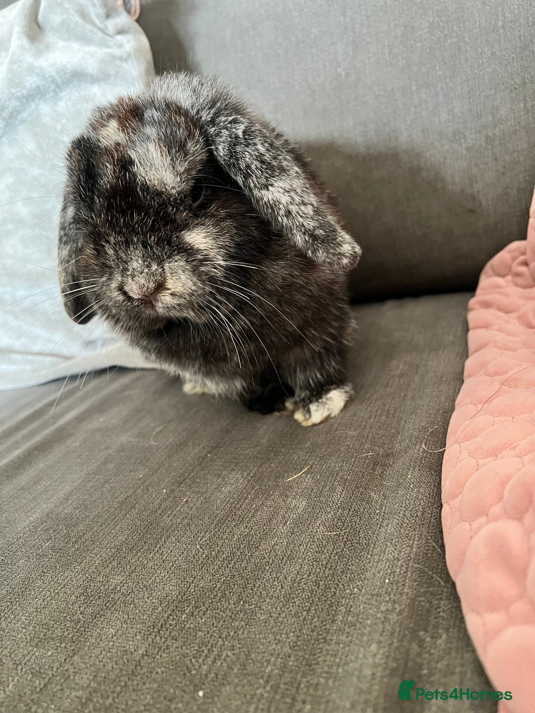 Mini Lop rabbits for sale: Beautiful Mini Lop female for sale - Image 5