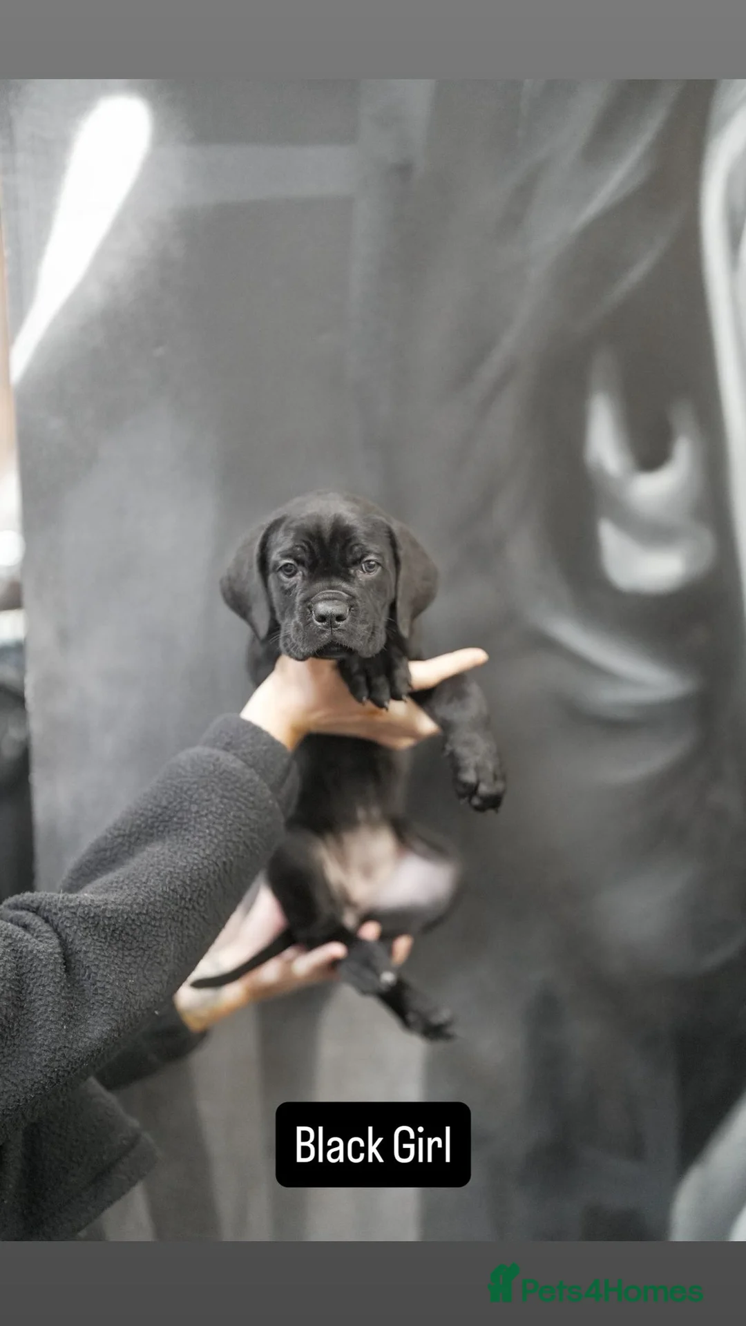 Cane Corso dogs for sale: Cane corso pups  - Advert 14