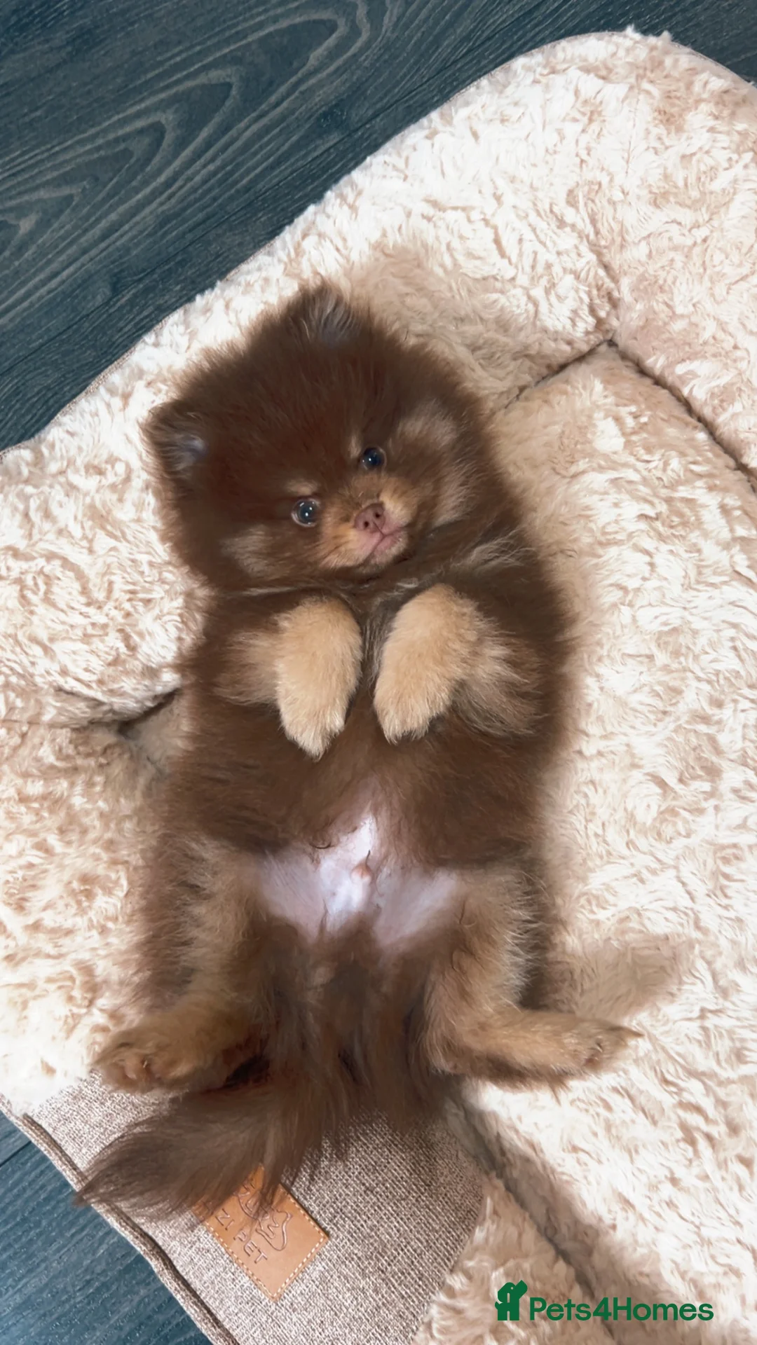 Pomeranian dogs for sale: Pomeranian  - Advert 12