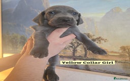 Weimaraner dogs for sale: *2 LEFT *BEAUTIFUL KC WEIM PUPS 2ND/FINAL LITTER  - Advert 19