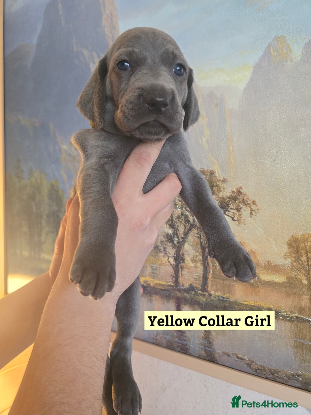 Weimaraner dogs for sale: *2 LEFT *BEAUTIFUL KC WEIM PUPS 2ND/FINAL LITTER  - Advert 19