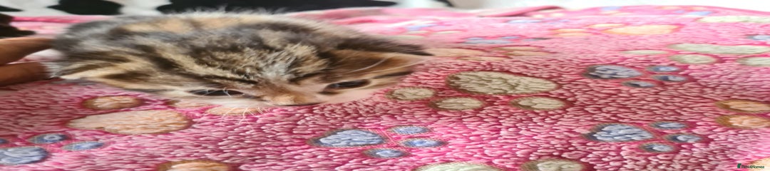 Mixed Breed Kitten 1