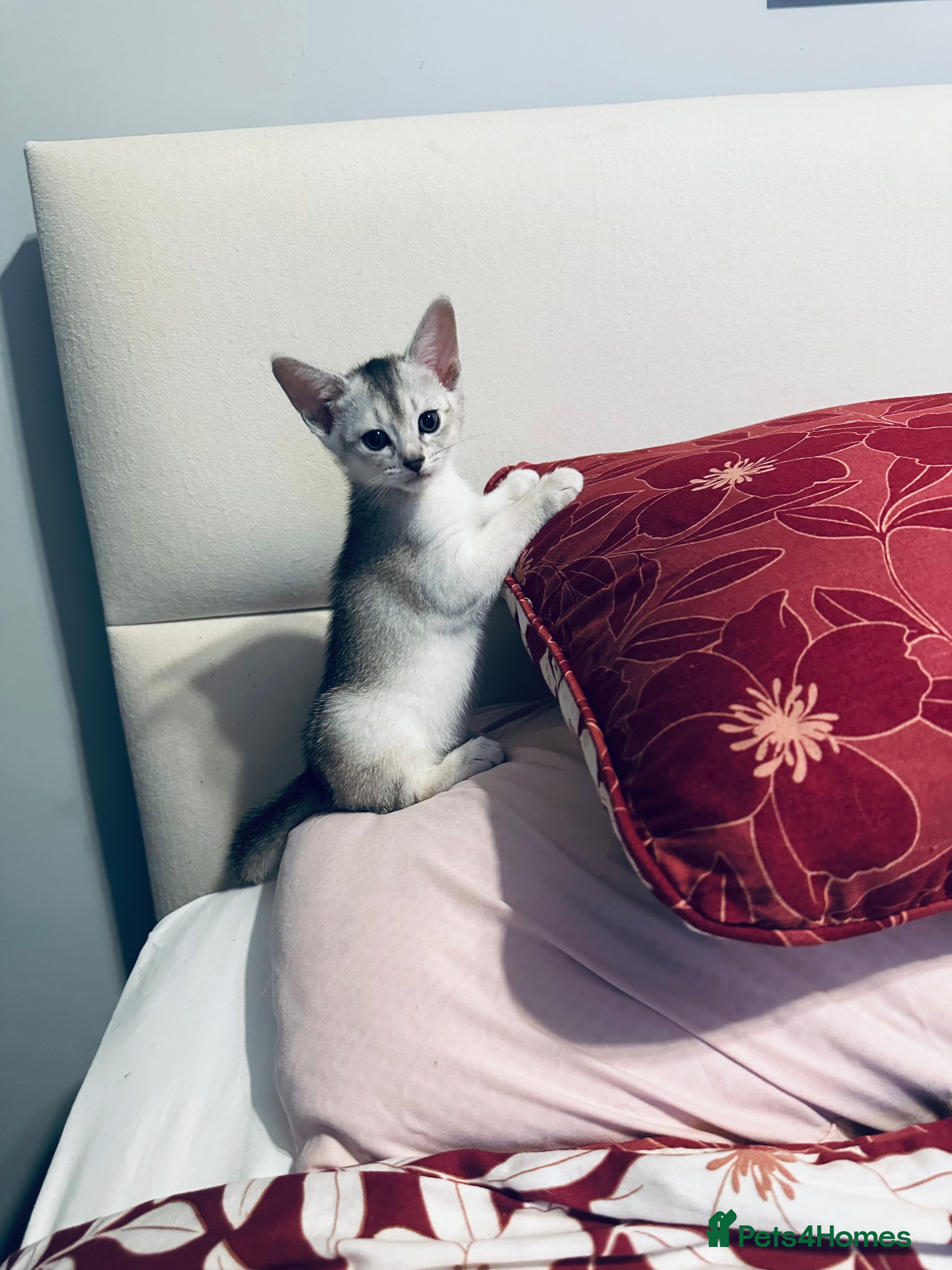 Abyssinian cats Abyssinian last one boy🌟 - Advert 8