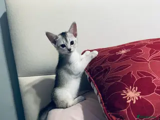 Abyssinian cats Abyssinian last one boy🌟 - Advert 8
