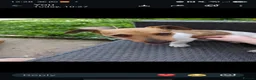 Miniature Dachshund dogs for sale: Sausage dog and jack russell in Stoke-on-Trent - Advert 2