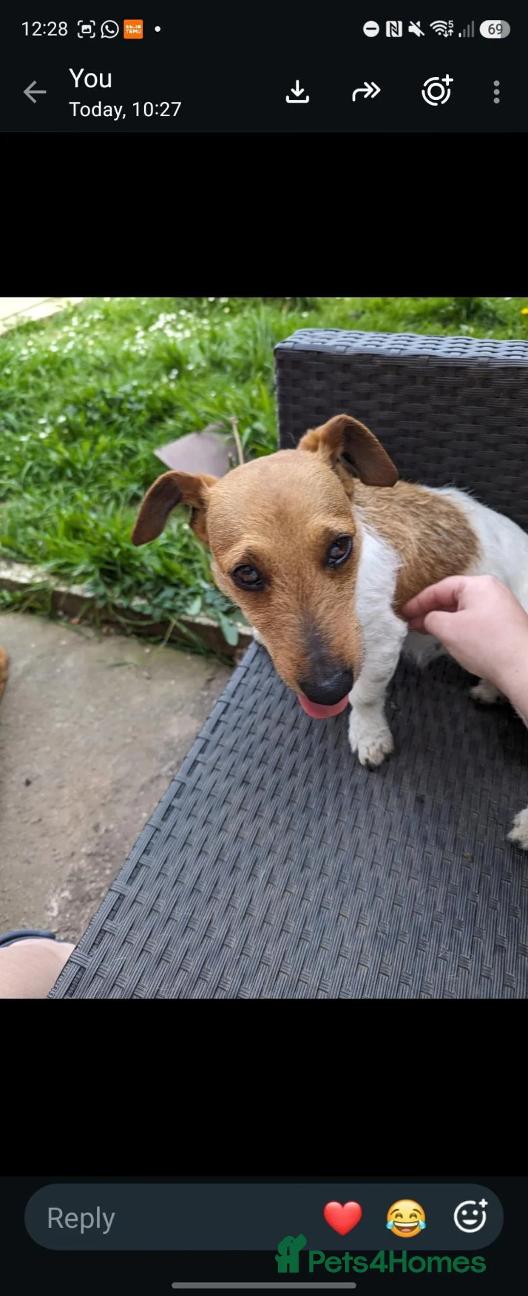 Miniature Dachshund dogs for sale: Sausage dog and jack russell in Stoke-on-Trent - Advert 2