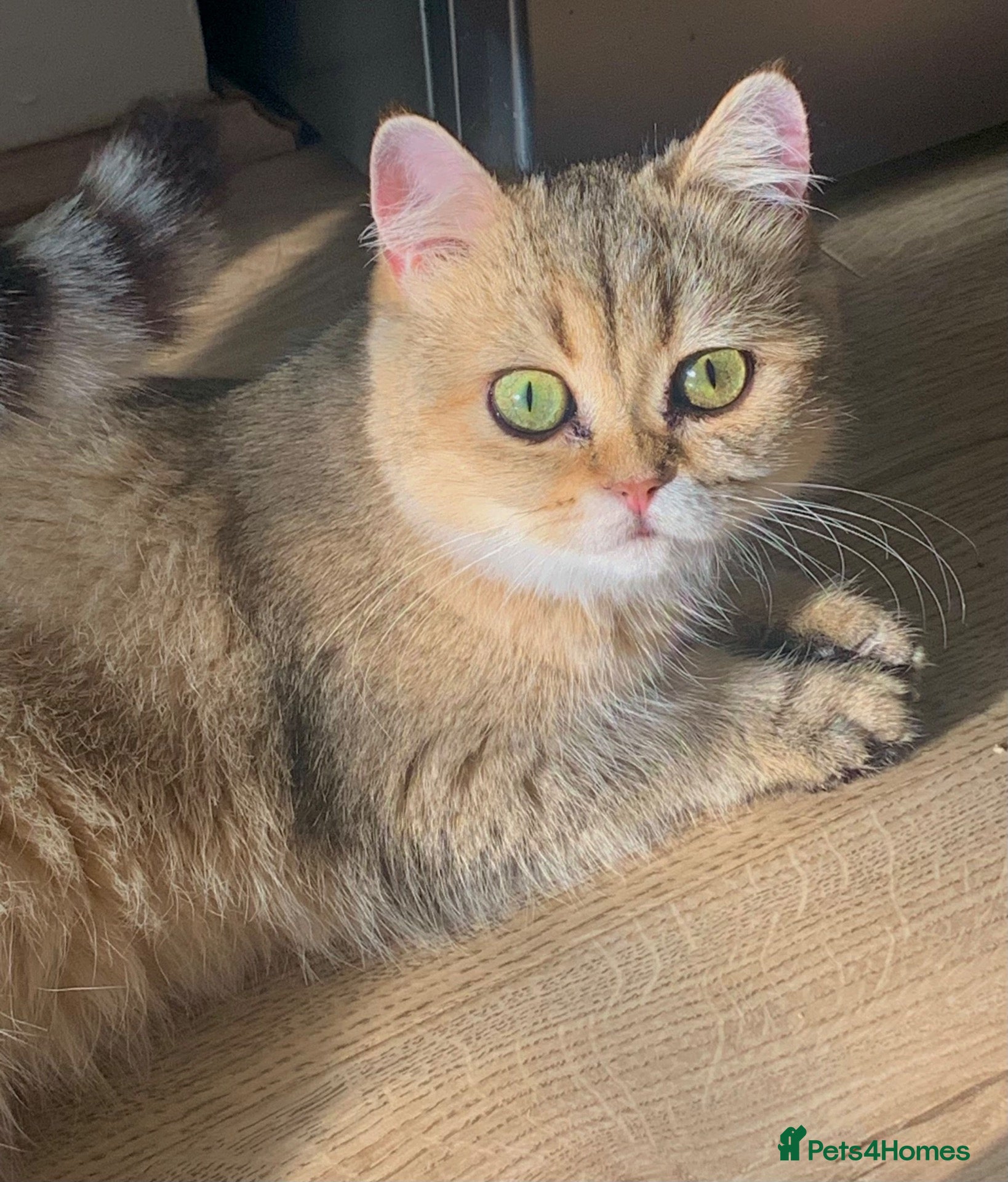 British Shorthair cats Lilac golden and gold GCCF kittens  - Advert 4