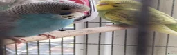 Budgerigars birds for sale: Beautiful baby budgies  - Advert 3