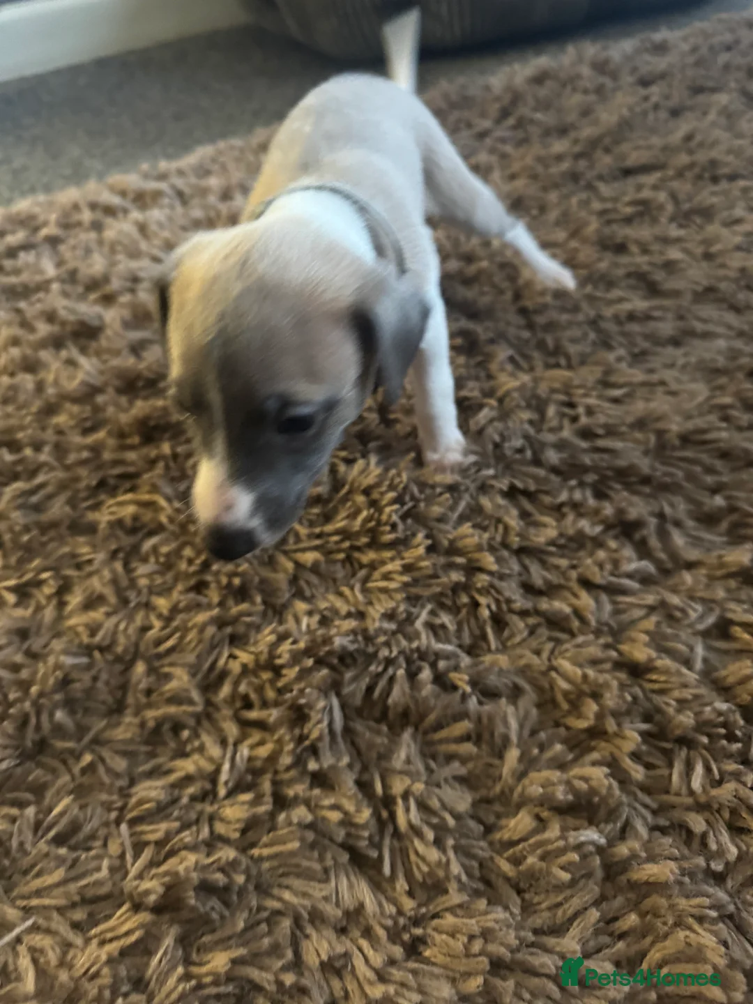 Whippet dogs for sale: KC Reg Rare Blue/Fawn whippets - Advert 10