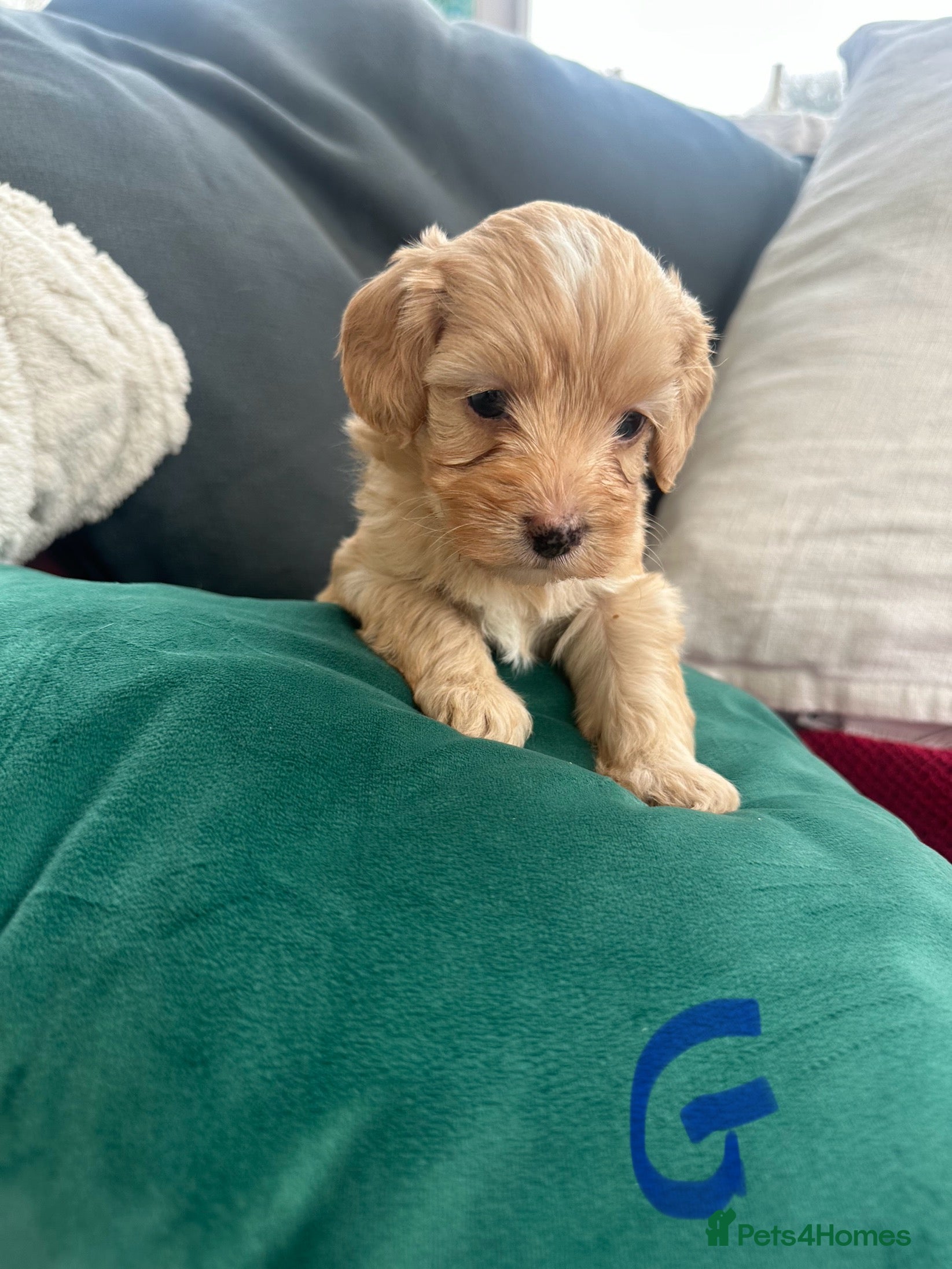 Mixed Breed dogs Cavapoo Beagle x Miniature Poodle  - Advert 9