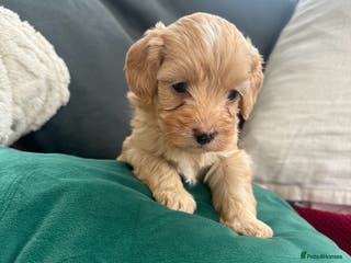 Mixed Breed dogs Cavapoo Beagle x Miniature Poodle - Advert 9