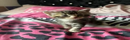 Domestic Shorthair cats for sale: 6 Curious Loving Domestic Shorthair Kittens - Advert 5