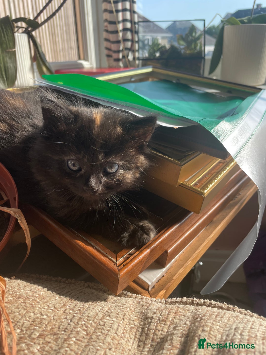 Mixed Breed cats for sale: Beautiful little kittens - Image 17