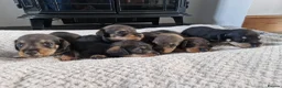 Dachshund dogs for sale: Wirehaired daschunds pups (teckle) - Advert 23