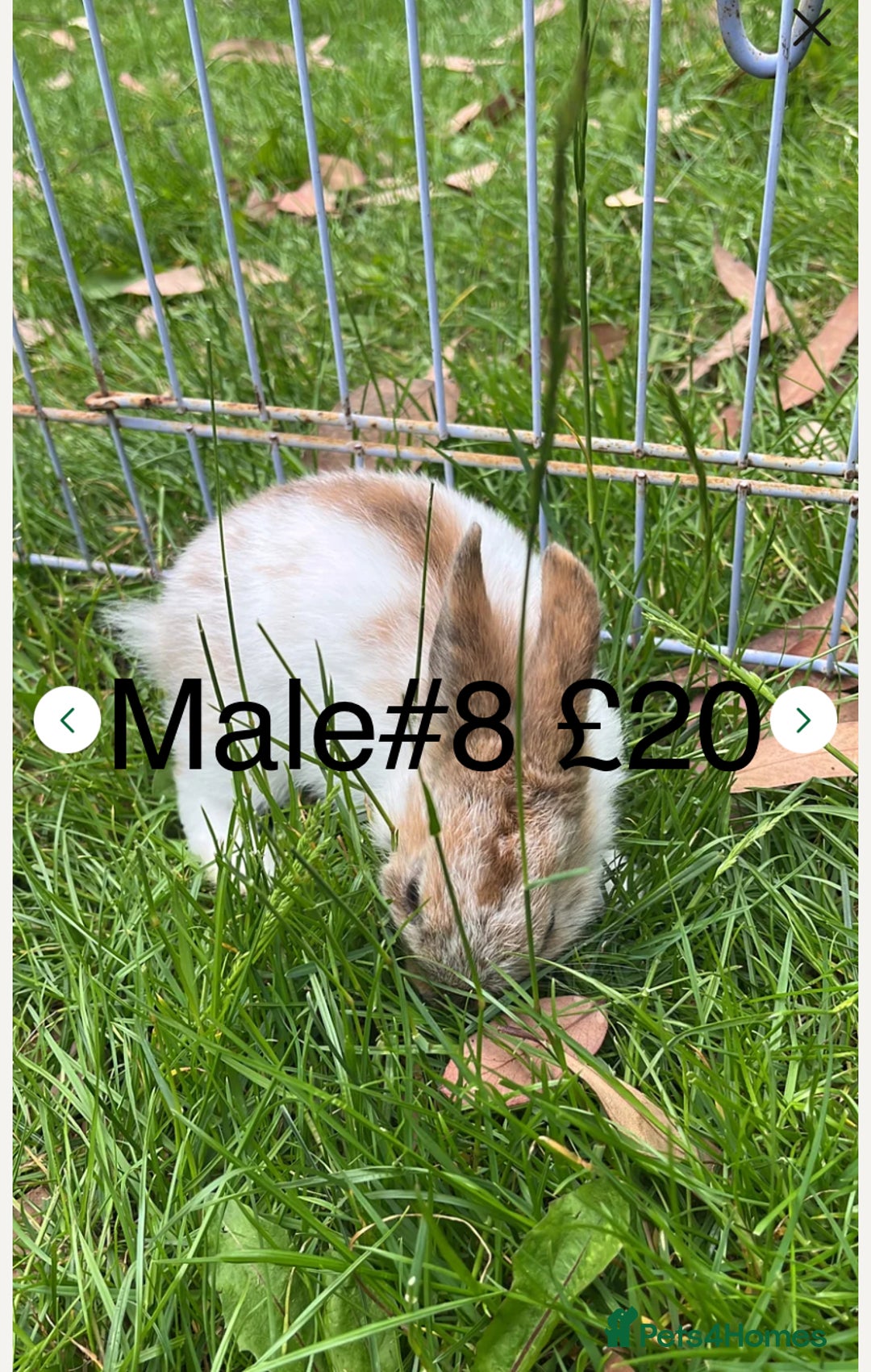 English Spot rabbits for sale: 9 x Adorable baby rabbits for sale  - Image 12