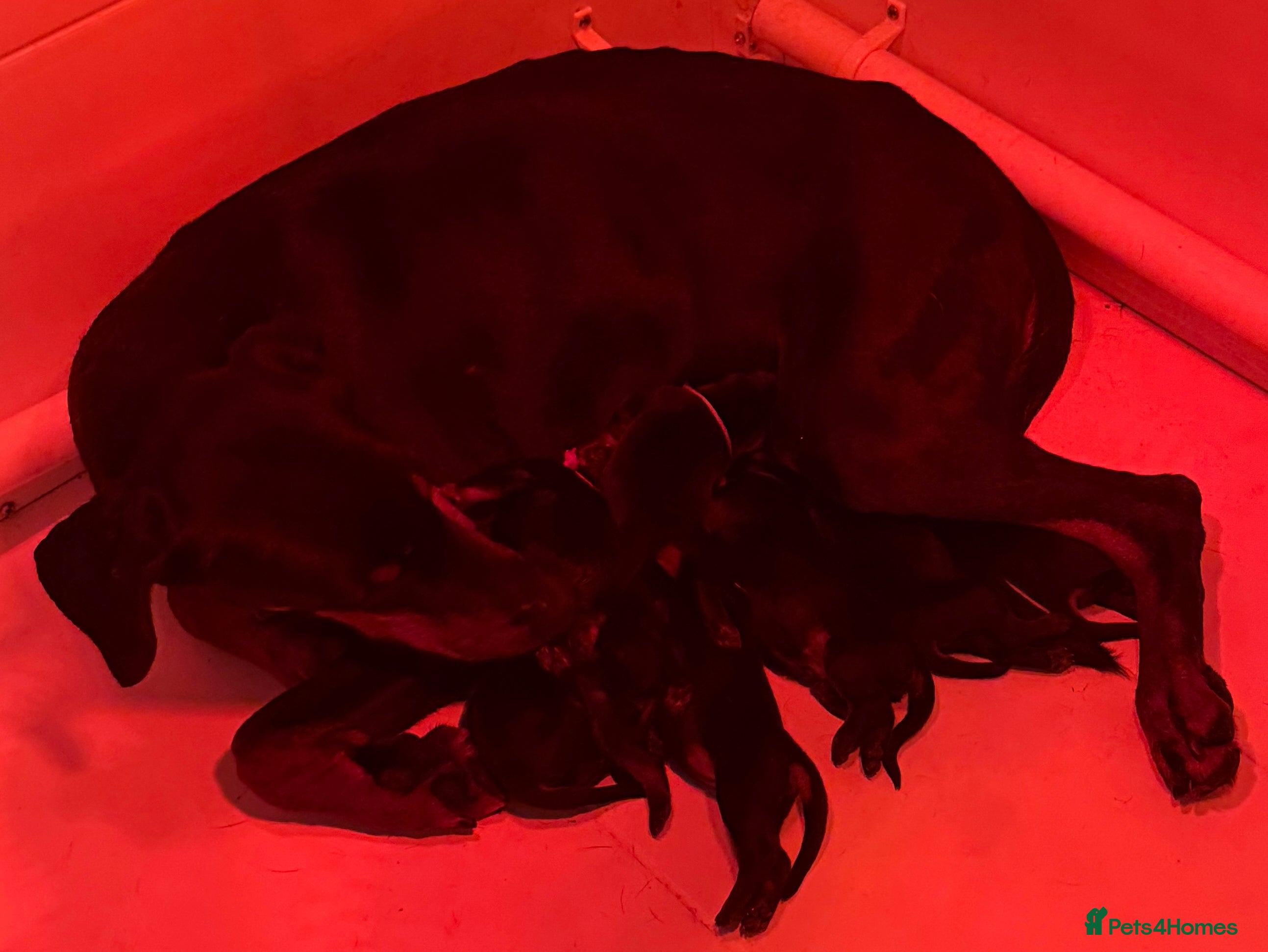 Dobermann dogs Top Quality Dobermann Puppies Available - Advert 7