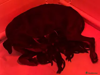 Dobermann dogs Top Quality Dobermann Puppies Available - Advert 7