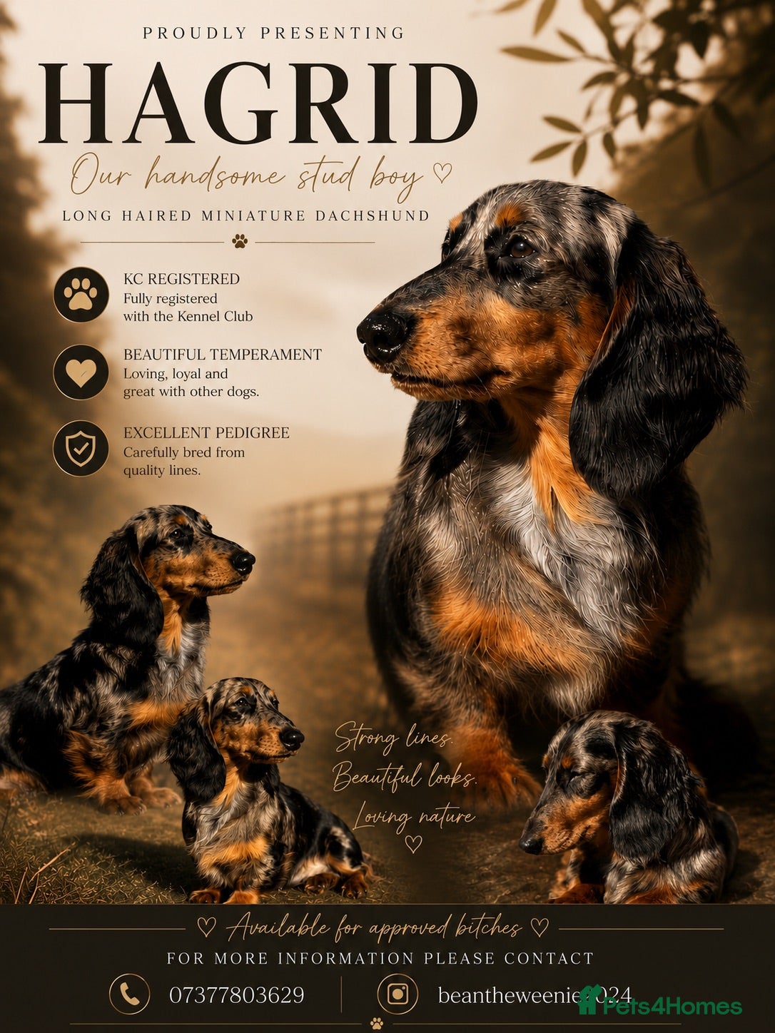 Miniature Dachshund dogs     🖤 Hagrid , A True Head-Turner🤎 - Advert 1