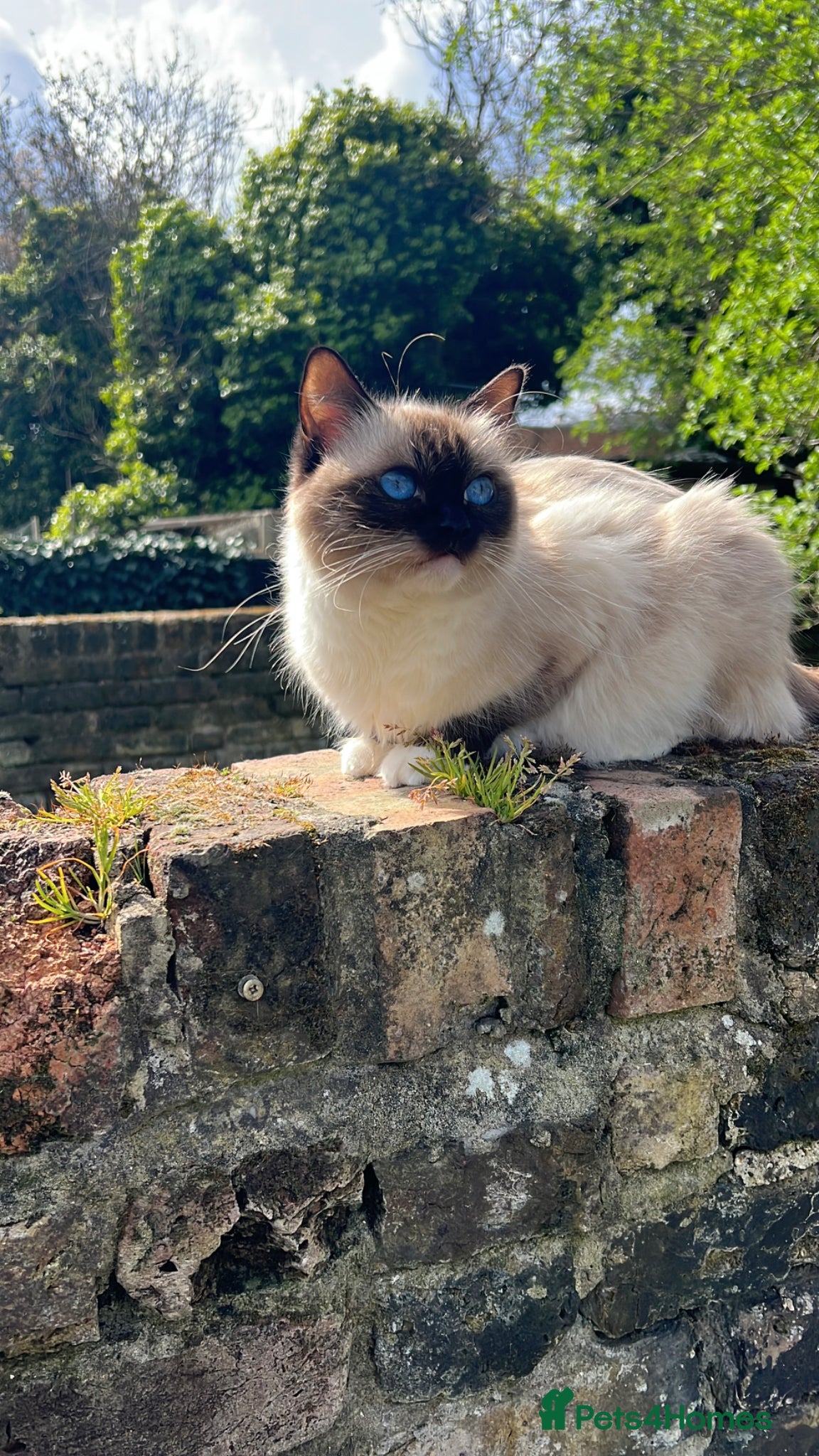 Mixed Breed cats 4 gorgeous fluffy rag doll mixed kittens - Advert 5