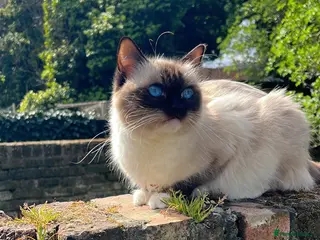 Mixed Breed cats 4 gorgeous fluffy rag doll mixed kittens - Advert 15