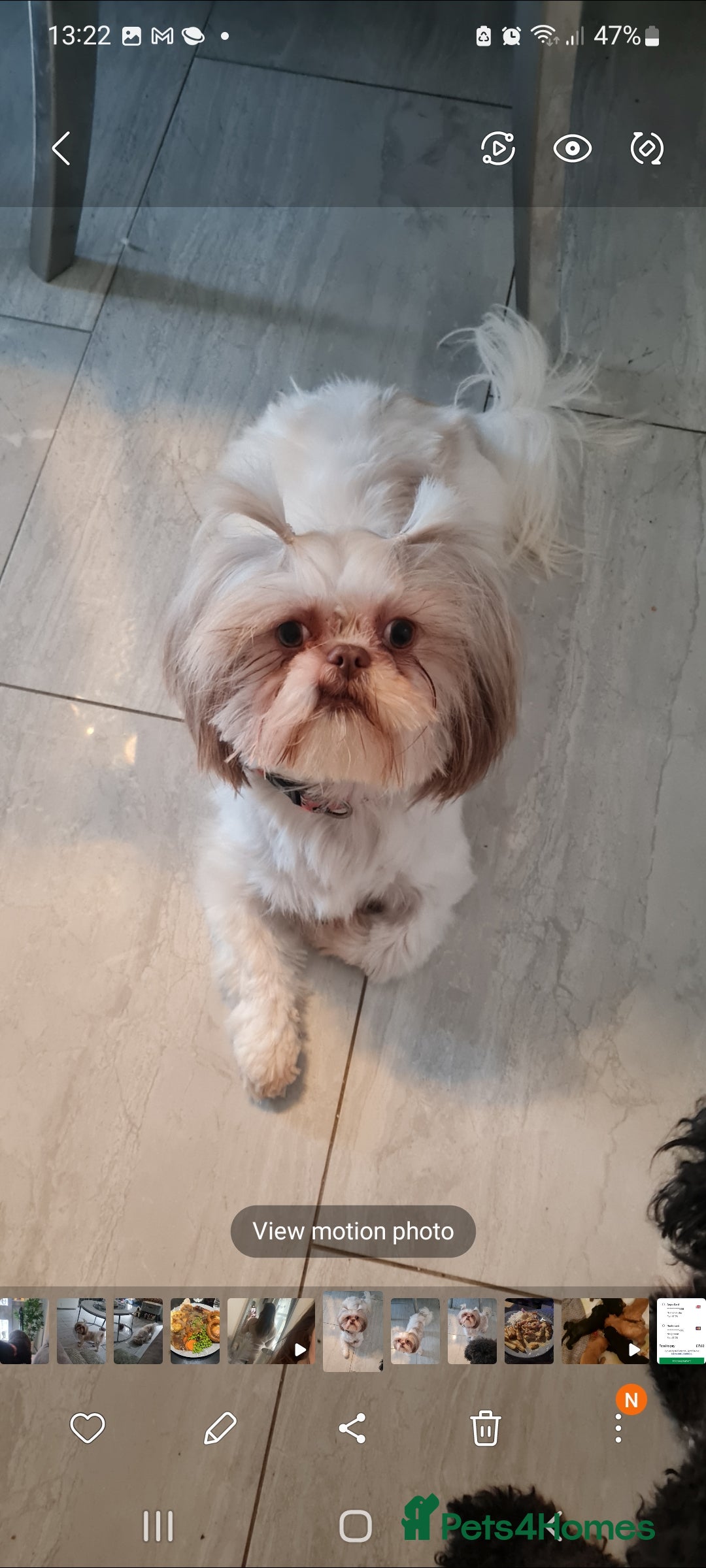 Shih Tzu dogs for sale: Imperial shitzu - Image 1