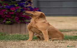 Labrador Retriever dogs for stud: Handsome KC Reg Fox Red Labrador Stud in March - Image 5