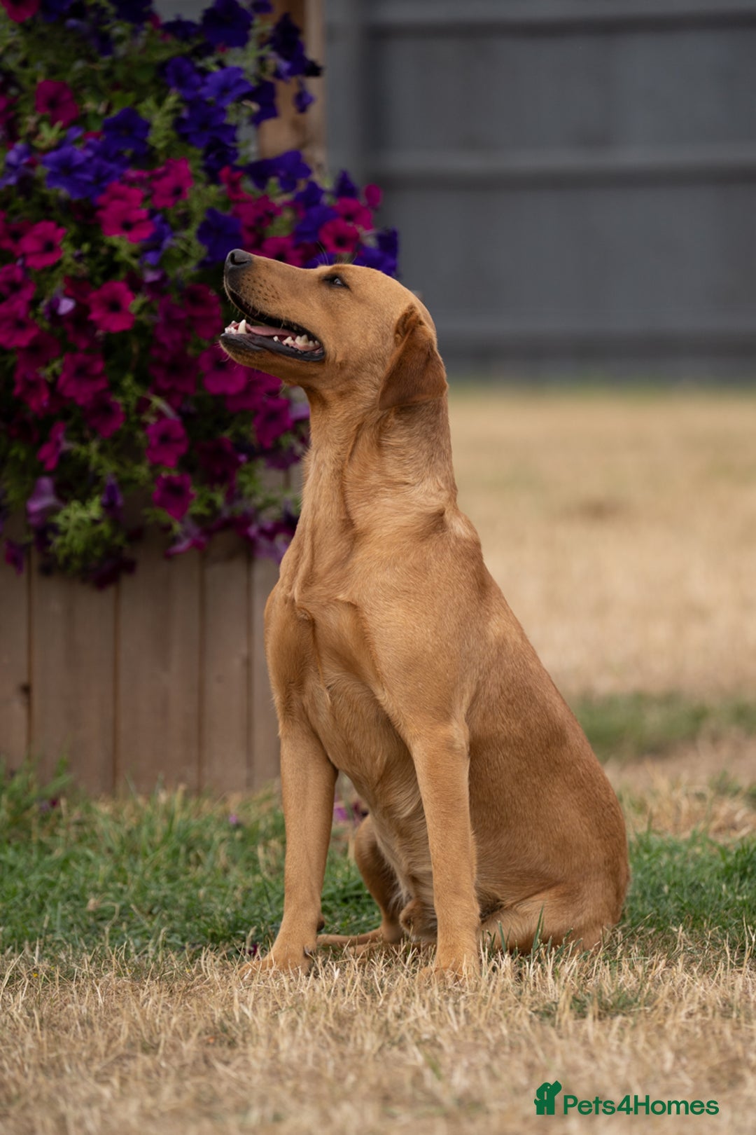 Labrador Retriever dogs for stud: Handsome KC Reg Fox Red Labrador Stud in March - Image 5