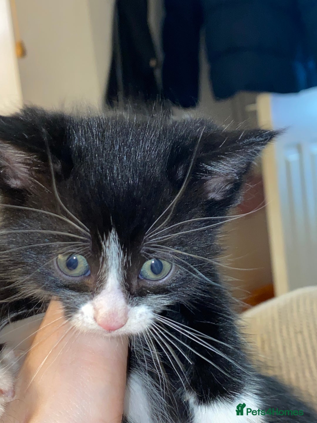 European cats for sale: 5 gorgeous baby kittens - Image 6