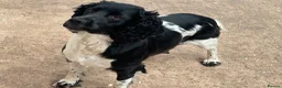 English Springer Spaniel dogs for sale: Beautiful Springer Spaniel Puppies for sale in Honiton - Advert 22