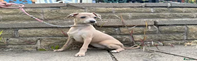 Italian Greyhound Puppy 2