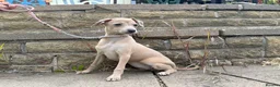 Italian Greyhound dogs for sale: Kennel Club Reg. Ready Now 26 July - Advert 7